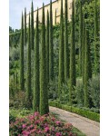 Cupressus sempervirens Totem використання